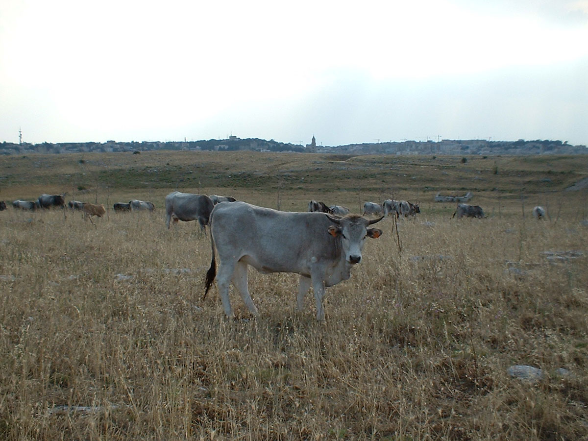 A cow in the Murgia Park